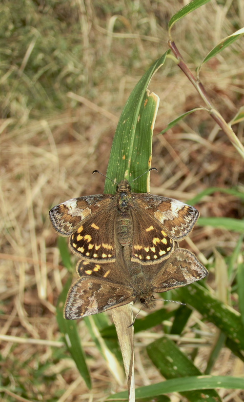 ミヤマセセリ堪能　in埼玉県中北部2012.04.15③_a0126632_1563366.jpg