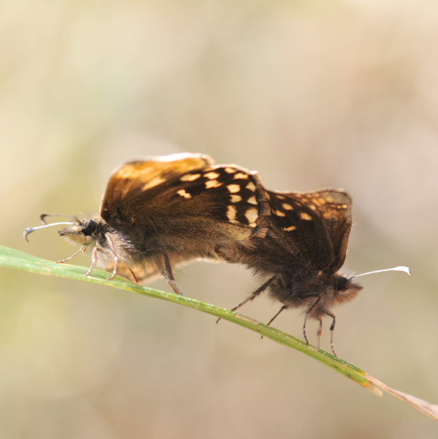 ミヤマセセリ堪能　in埼玉県中北部2012.04.15③_a0126632_1571338.jpg