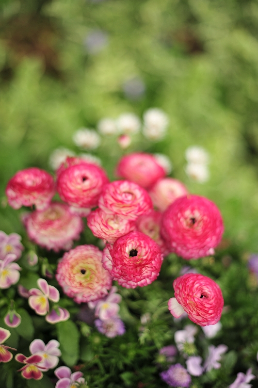 Nikkor50mm 1.4G　撮り初め_f0050534_19393273.jpg