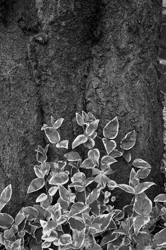 Nikkor50mm 1.4G　撮り初め_f0050534_19401028.jpg