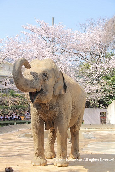 王子動物園のかわいい動物たちと桜 A Day S Photo