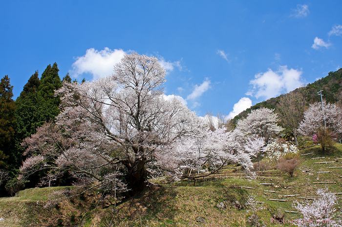 ２０１２年４月２２日　　希望を_e0083238_19382559.jpg