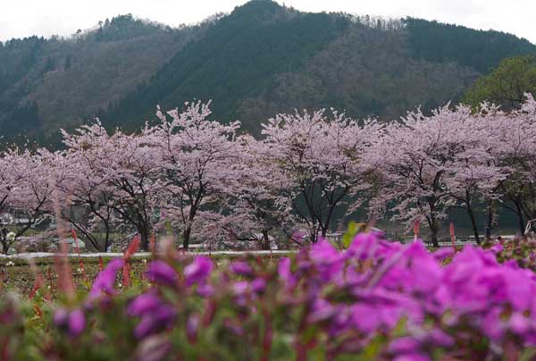 桜花爛漫_e0206039_2134830.jpg