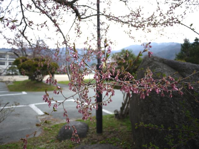 桜は つぼみ_c0190940_8351827.jpg