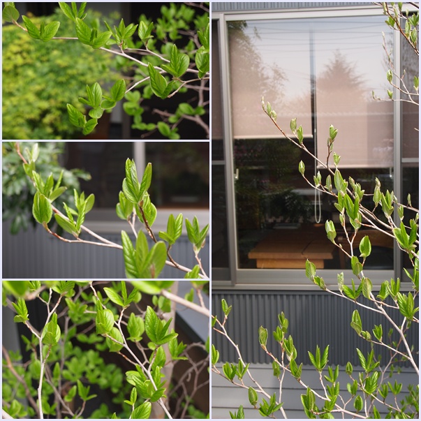 シンボルツリーの芽吹き☆_c0152341_0555373.jpg