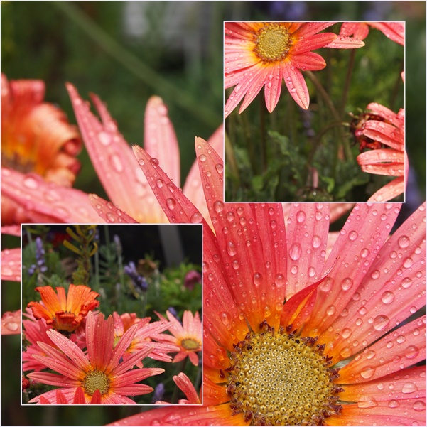 シンボルツリーの芽吹き☆_c0152341_171890.jpg