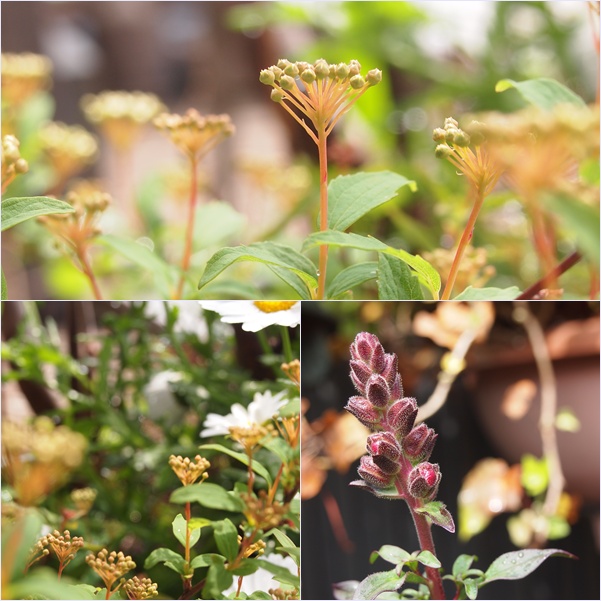 シンボルツリーの芽吹き☆_c0152341_172962.jpg