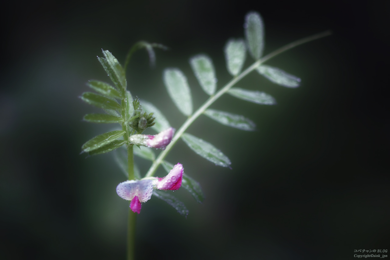 雨の日の草花_c0009042_22453067.jpg