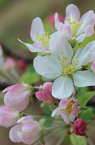 クラブアップルの花♪_a0243143_1775437.jpg