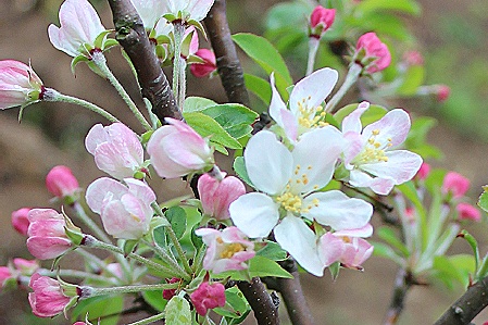 クラブアップルの花♪ : おやすみ前の独り言♪