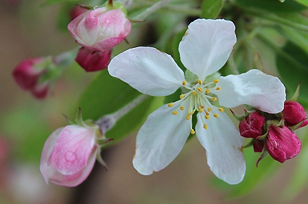 クラブアップルの花♪_a0243143_178454.jpg