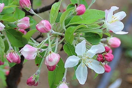 クラブアップルの花♪ : おやすみ前の独り言♪