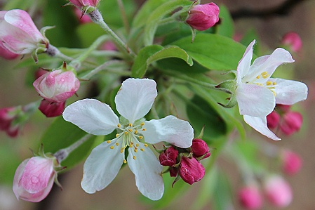 クラブアップルの花♪_a0243143_179985.jpg