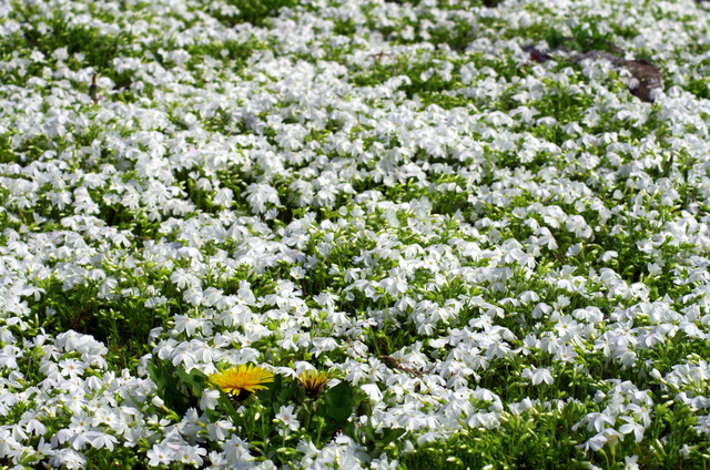 d0186245_185319.jpg