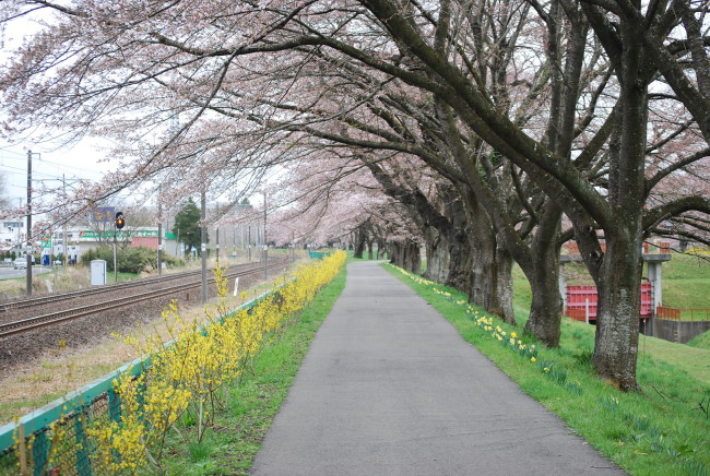 ・・・一目千本桜・・・_f0089945_8112813.jpg