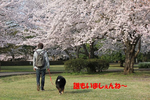 お花見　（城址公園）_a0108146_16303447.jpg