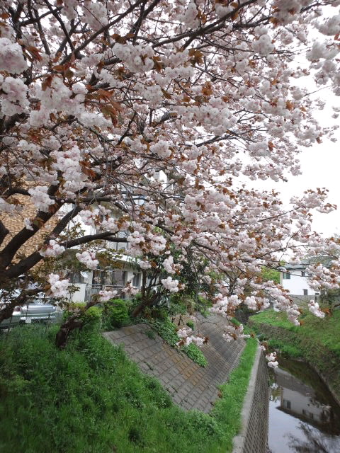 八重桜_c0030950_16345515.jpg