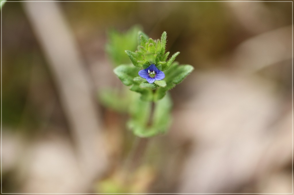 小さな野草たち_c0188951_859113.jpg