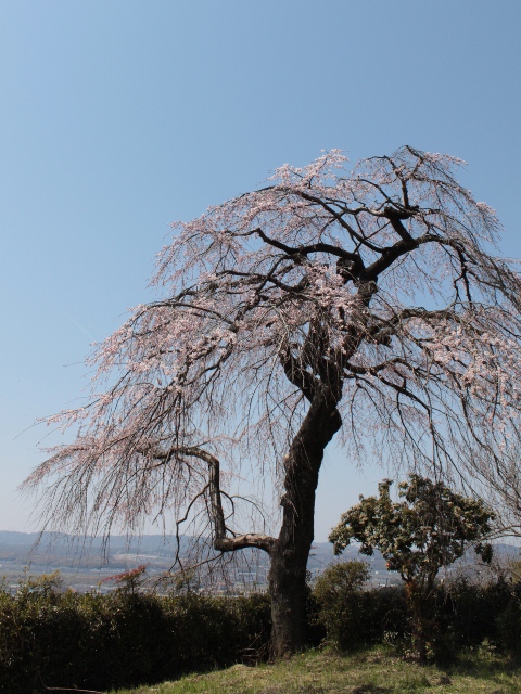 地蔵禅院～玉川堤_e0017051_914854.jpg