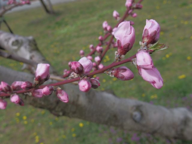 桃の花採り作業始まりました。_a0263653_20144288.jpg