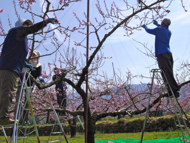 桃の花採り作業始まりました。_a0263653_20151452.jpg