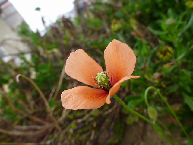 flower_d0253453_11435892.jpg