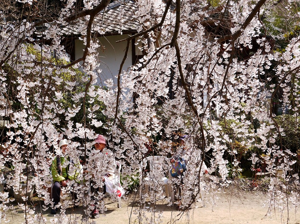　　しだれ桜が咲く地福寺へ　１２年前の撮影です　　２０２４-０４-１１　００：００　_b0093754_2251207.jpg