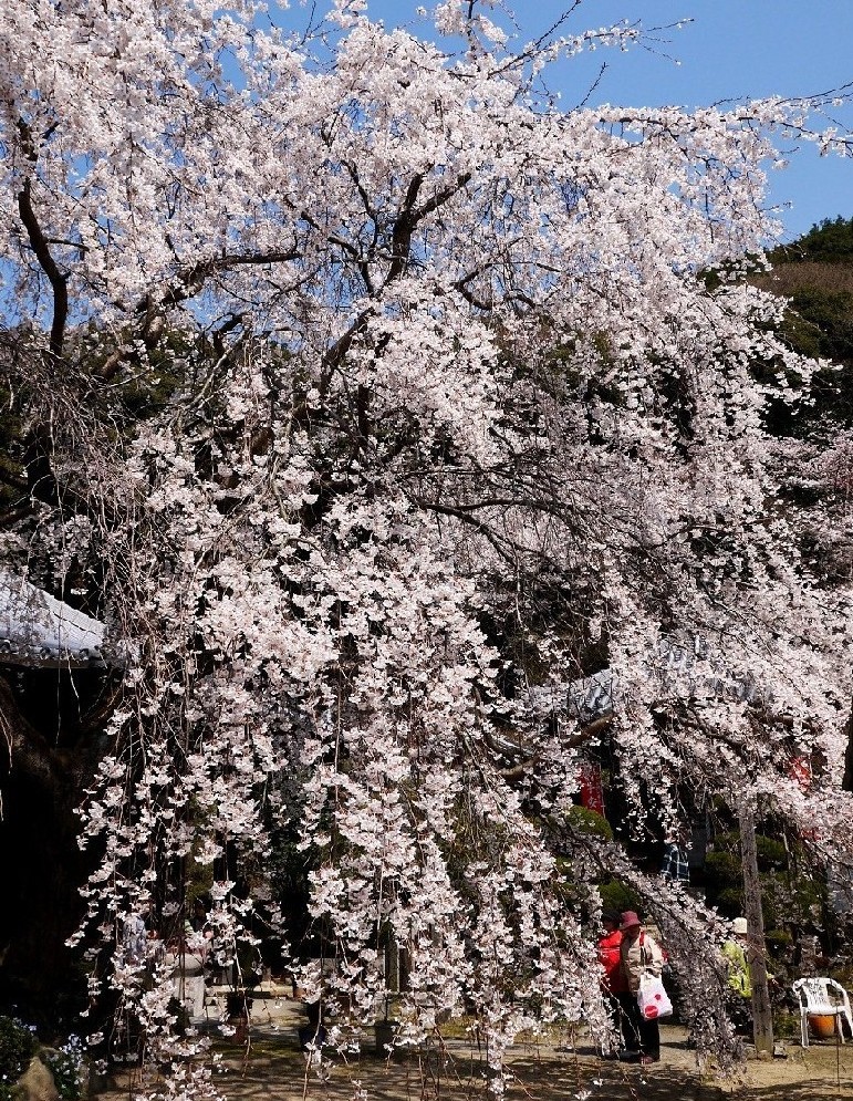 　　しだれ桜が咲く地福寺へ　１２年前の撮影です　　２０２４-０４-１１　００：００　_b0093754_2252186.jpg