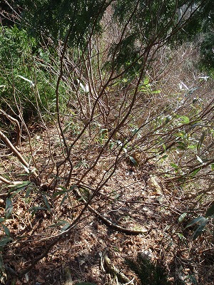 c0097754_16383060.jpg