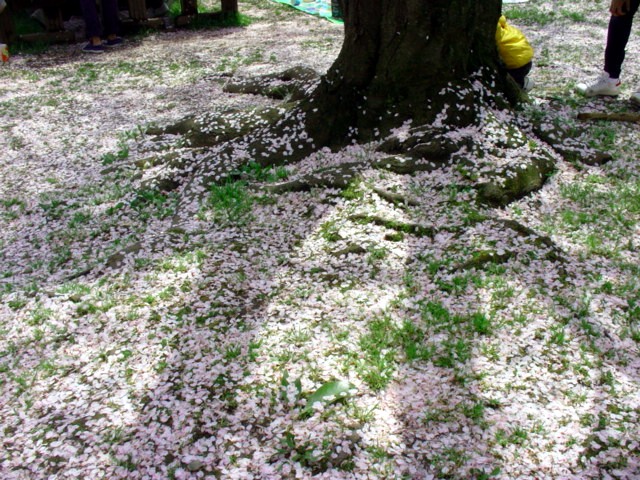 桜の絨毯・ひらひら散華_e0074955_9114728.jpg