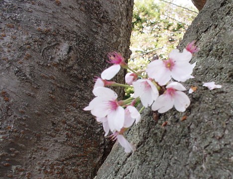 桜の絨毯・ひらひら散華_e0074955_9131499.jpg