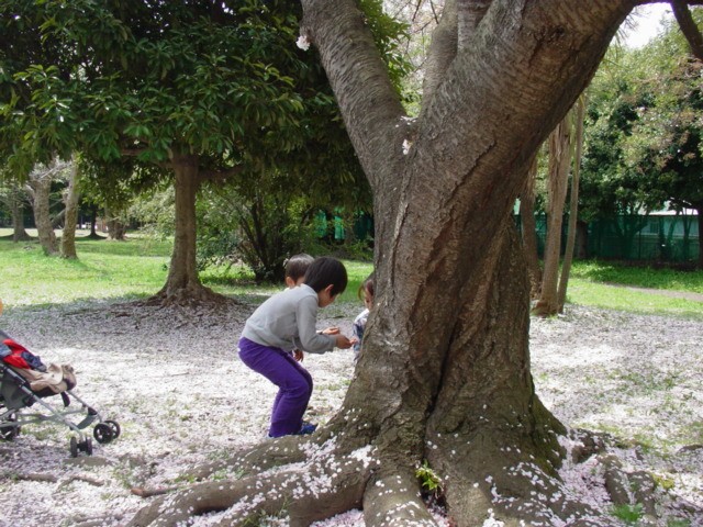桜の絨毯・ひらひら散華_e0074955_951395.jpg