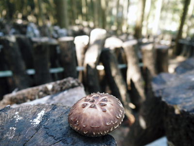原木しいたけへのこだわり 小春農園_a0254656_1313857.jpg