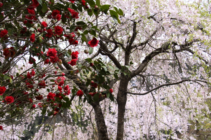 c0202860_8574337.jpg