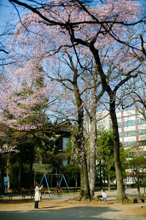 桜咲く仙台2012_d0196560_241329.jpg