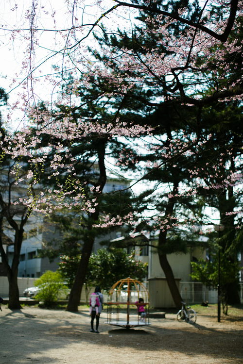 桜咲く仙台2012_d0196560_241477.jpg