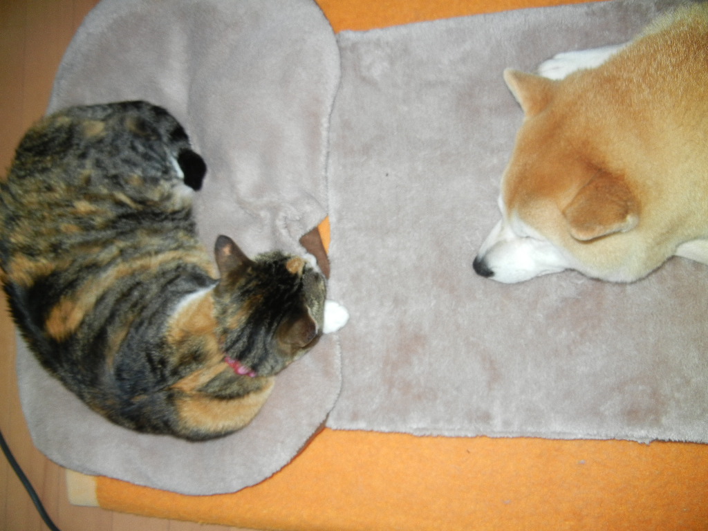 2012年4月22日(日)ブルーベリーHでビュフェランチ!_f0060461_161703.jpg