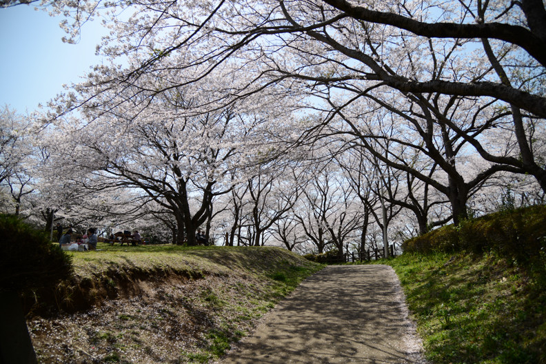 お花見　～沼が見える公園より～_f0125866_22593576.jpg