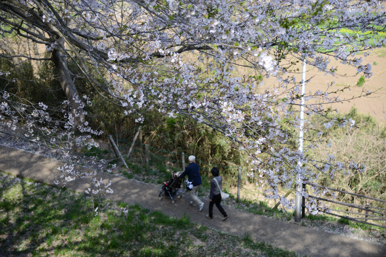 お花見　～沼が見える公園より～_f0125866_2314251.jpg