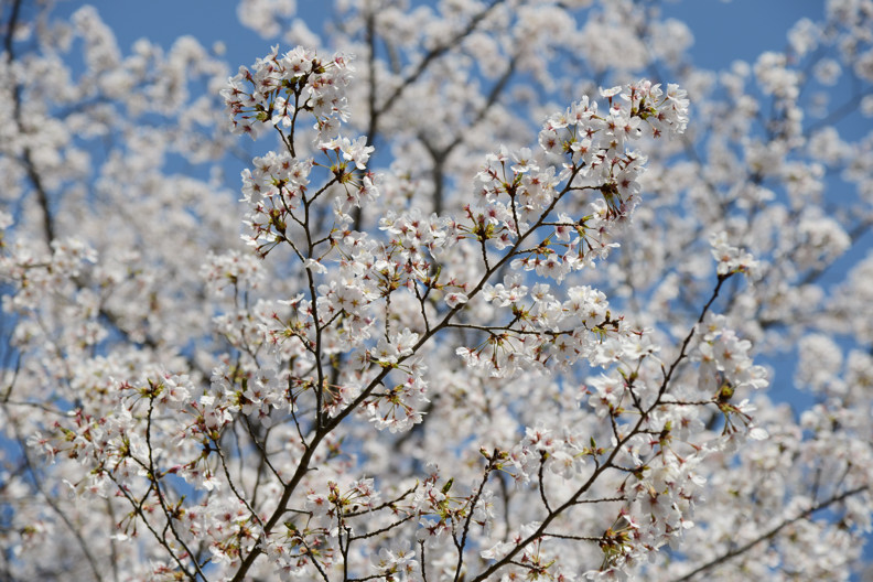 お花見　～沼が見える公園より～_f0125866_2321552.jpg