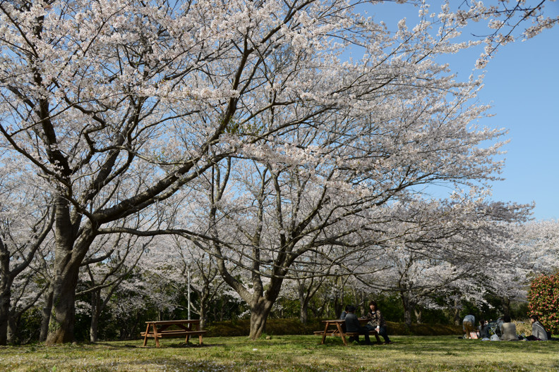 お花見　～沼が見える公園より～_f0125866_2322465.jpg