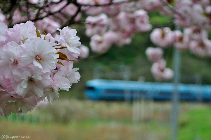 にわか鉄の桜と踏み切り注意_b0083970_1549291.jpg