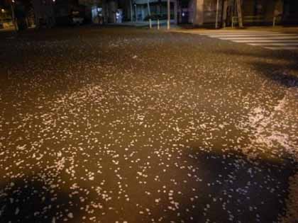 「桜吹雪のサラ」 国民を騙せ + 戦場に賭ける橋下 たんぽぽ日記_c0139575_110310.jpg