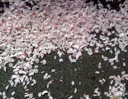 「桜吹雪のサラ」 国民を騙せ + 戦場に賭ける橋下 たんぽぽ日記_c0139575_1115652.jpg