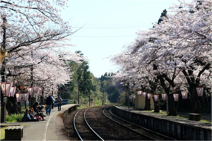 2012-04-18≪能登さくら駅7分咲き？≫_e0136475_1710225.jpg