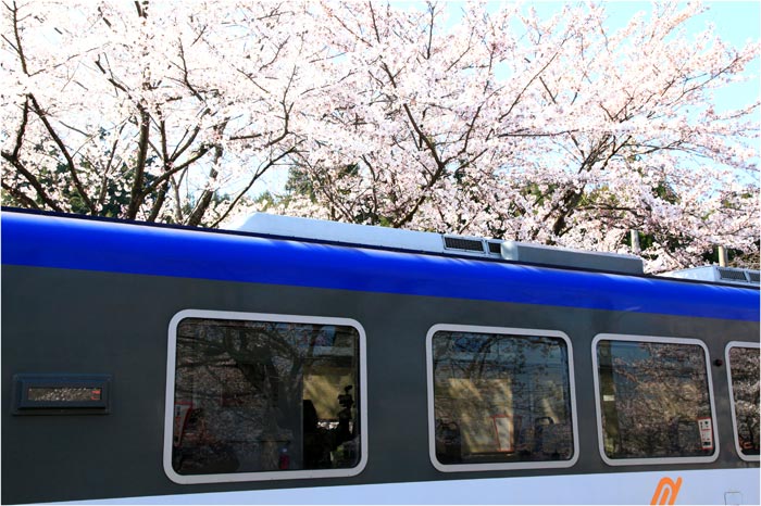 2012-04-18≪能登さくら駅7分咲き？≫_e0136475_1795255.jpg