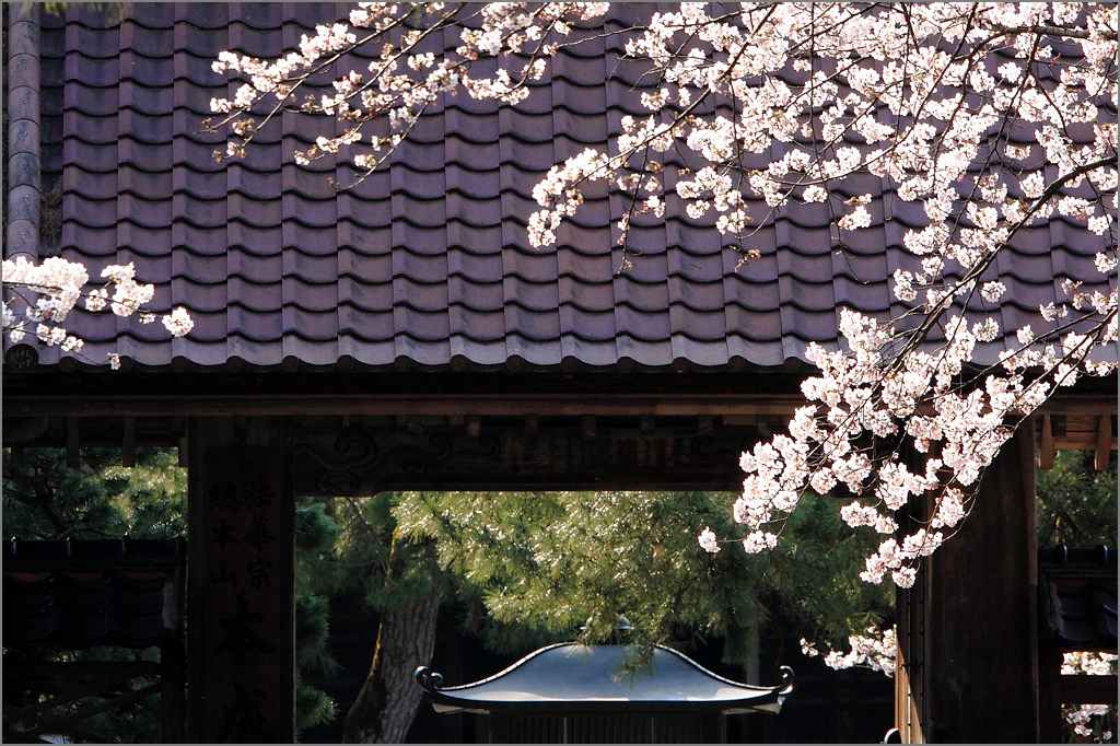 ※ 本成寺の桜、咲きました（2）_e0149577_23282221.jpg