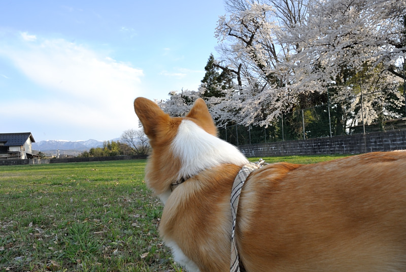 月曜の桜散歩_b0229580_18162282.jpg