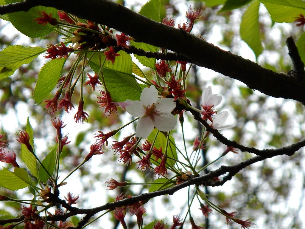 sakura-chiru!_d0130980_18343590.jpg