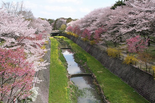 桜とチューリップ_c0172184_15202252.jpg